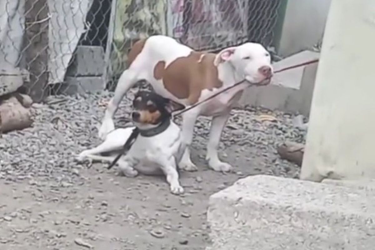 Милий пес допомагає своєму чотирилапому другу звільнитися з короткого повідка. Це найкраще зображення дружби.