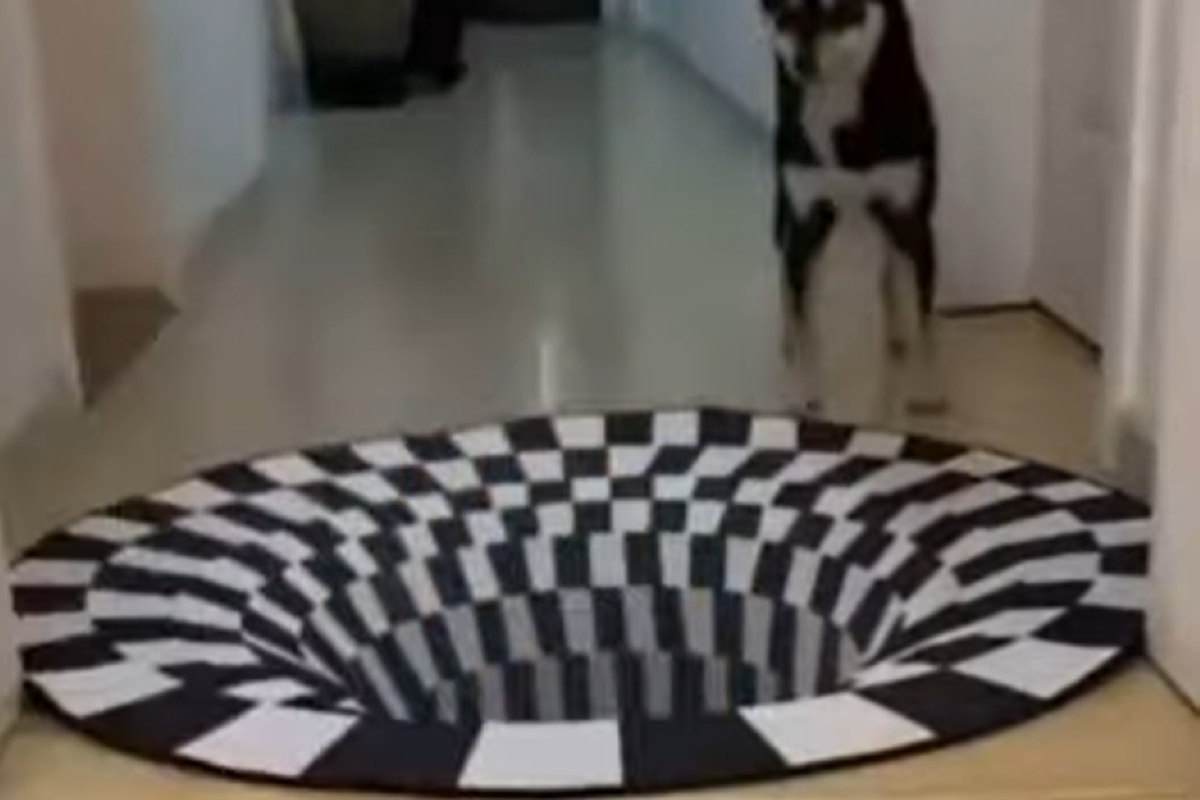 Виявляється, оптичну ілюзію на килимку можуть бачити не тільки люди, а й тварини. І хто сказав, що брати наші менші не розумні.