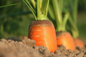 Як не допустити позеленіння моркви — буде яскравою, великою та солодкою