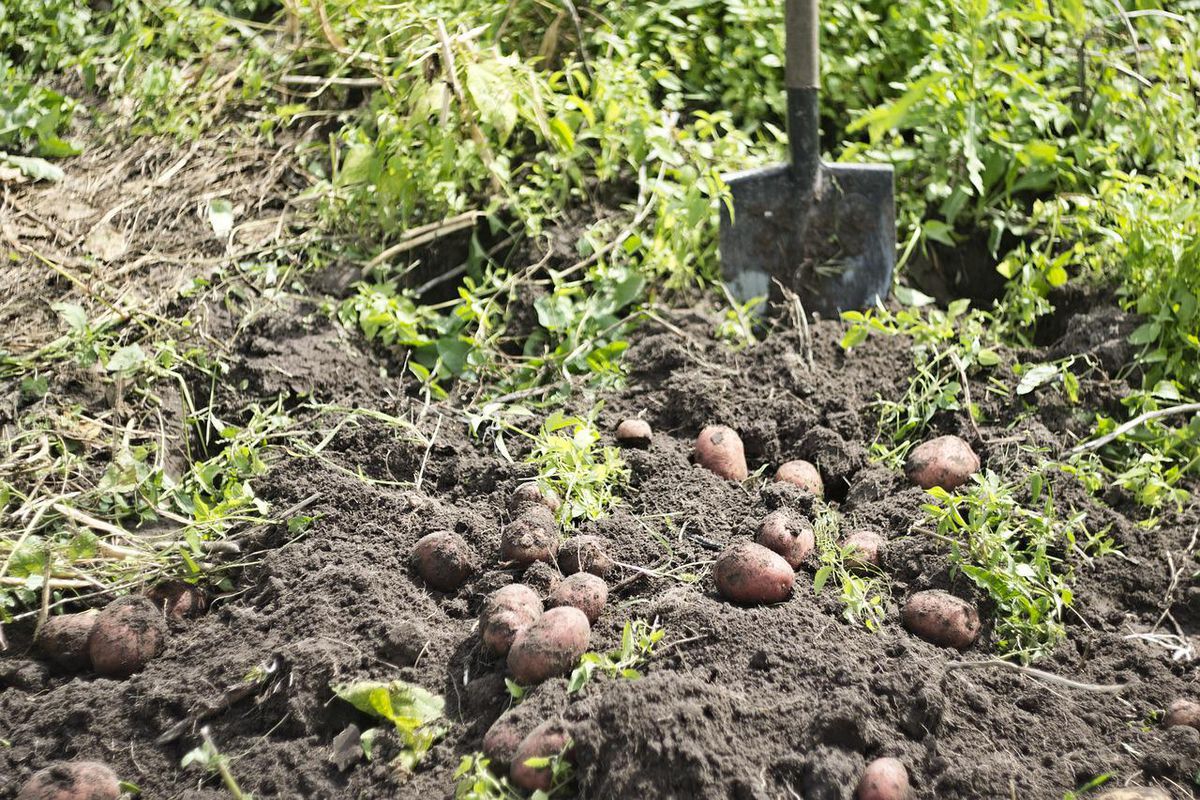 Як досвідчені городники проводять оздоровлення ґрунту після збирання картоплі. Турбота про врожай наступного року.