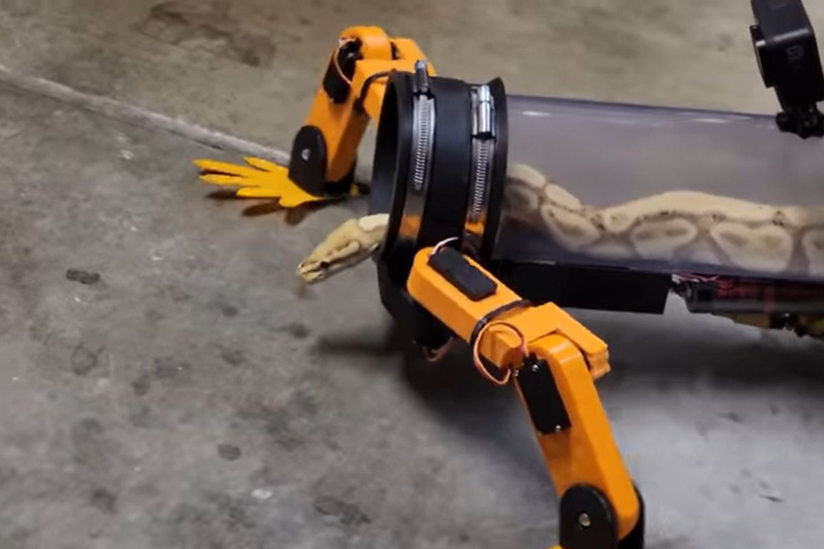 Американський інженер створив для змії екзоскелет, щоб мала лапки. І показав на відео, як вона ходить.