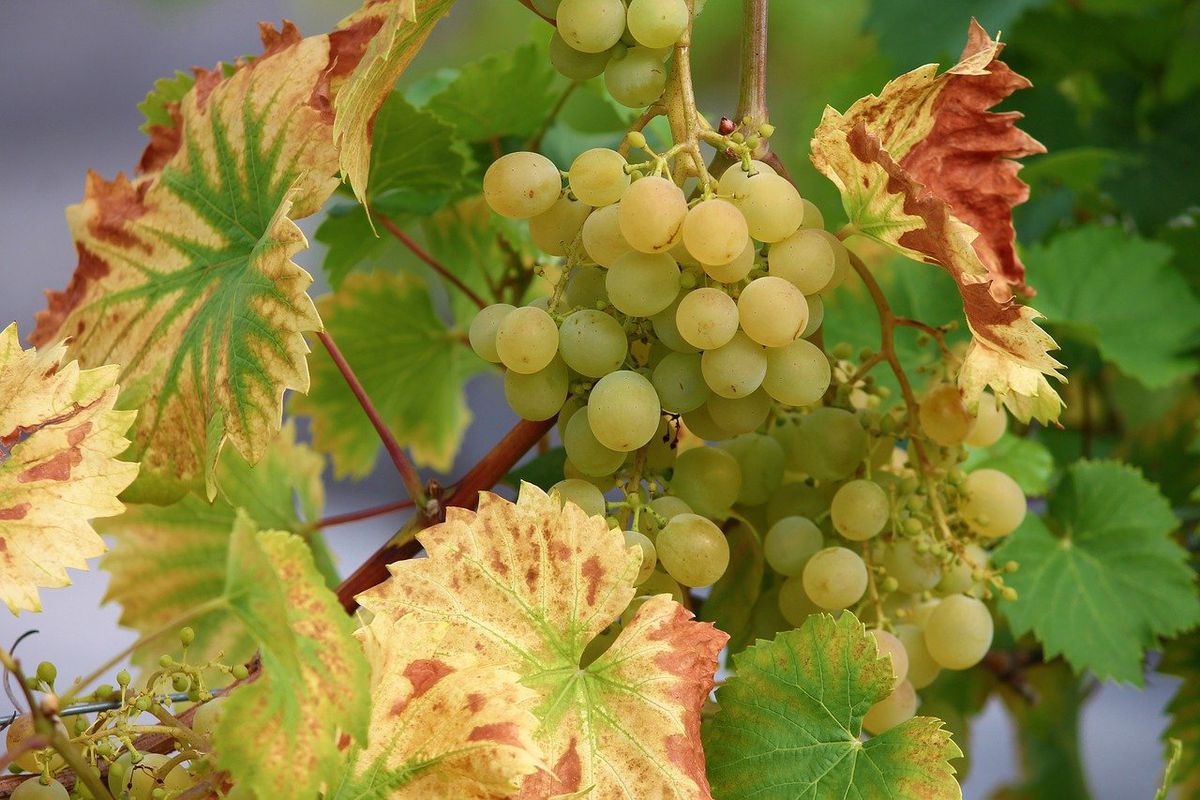 Обов'язковий осінній прийом, який допоможе вкоріненим живцям винограду перезимувати. Як зберігати живці винограду, що вкорінилися, до посадки.