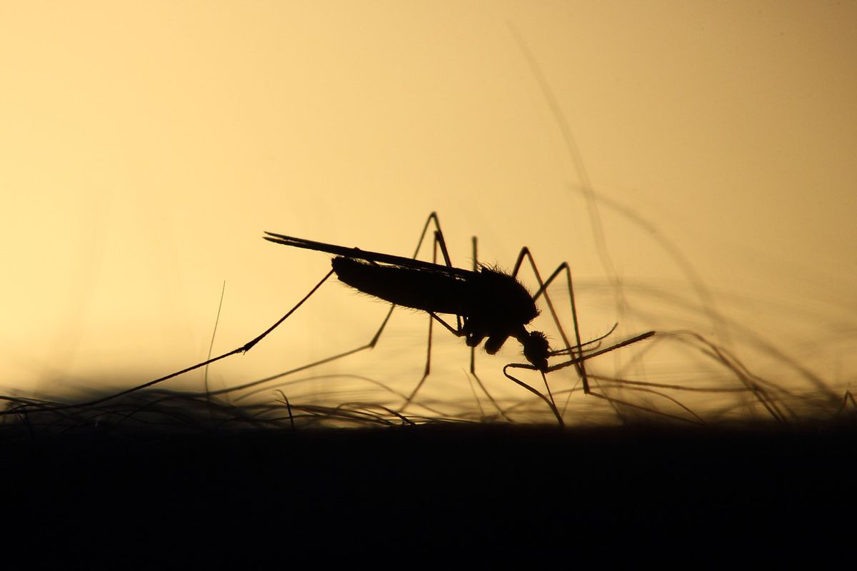 Позбавтеся від мух і комарів за допомогою всього одного бюджетного аптечного засобу. Для людини не шкідливо, а для комах неприємно!