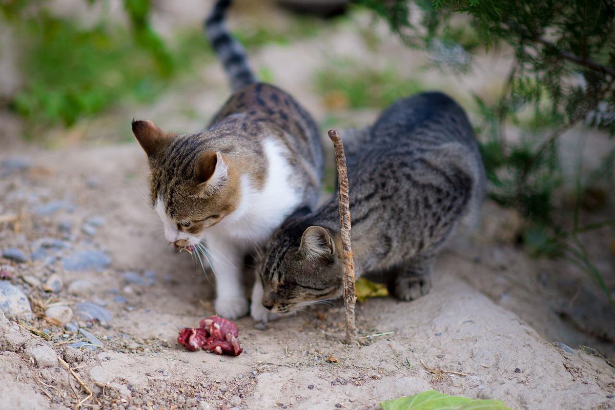 Чи можна годувати кішок сирим м'ясом та яке корисне. Які види м'яса можна давати котам.