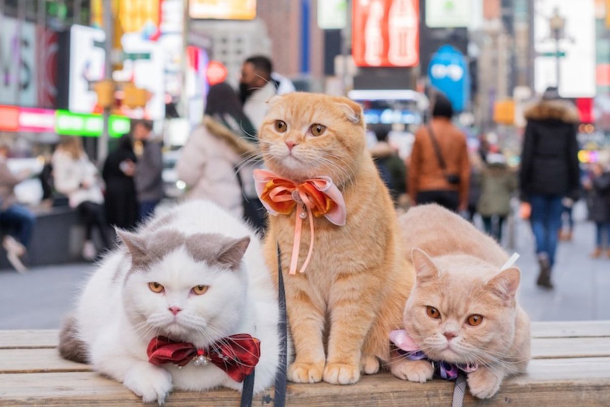Американська пара подорожує світом зі своїми трьома котами. Кадри з подорожей із пухнастиками.