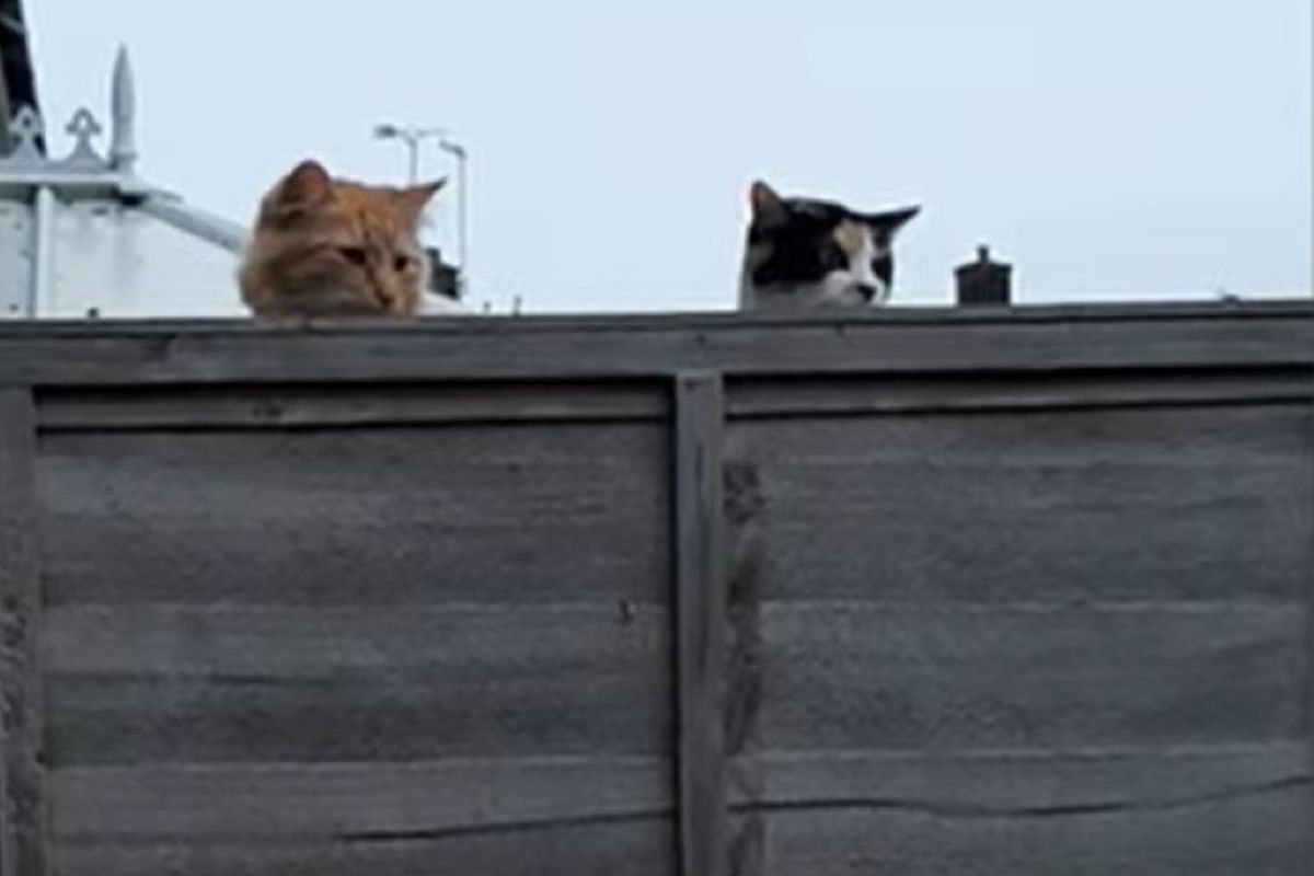 Жінка зафіксувала двох сусідських котів, які дуже зацікавилися її собакою в саду. Справжні пухнастики-шпигуни.