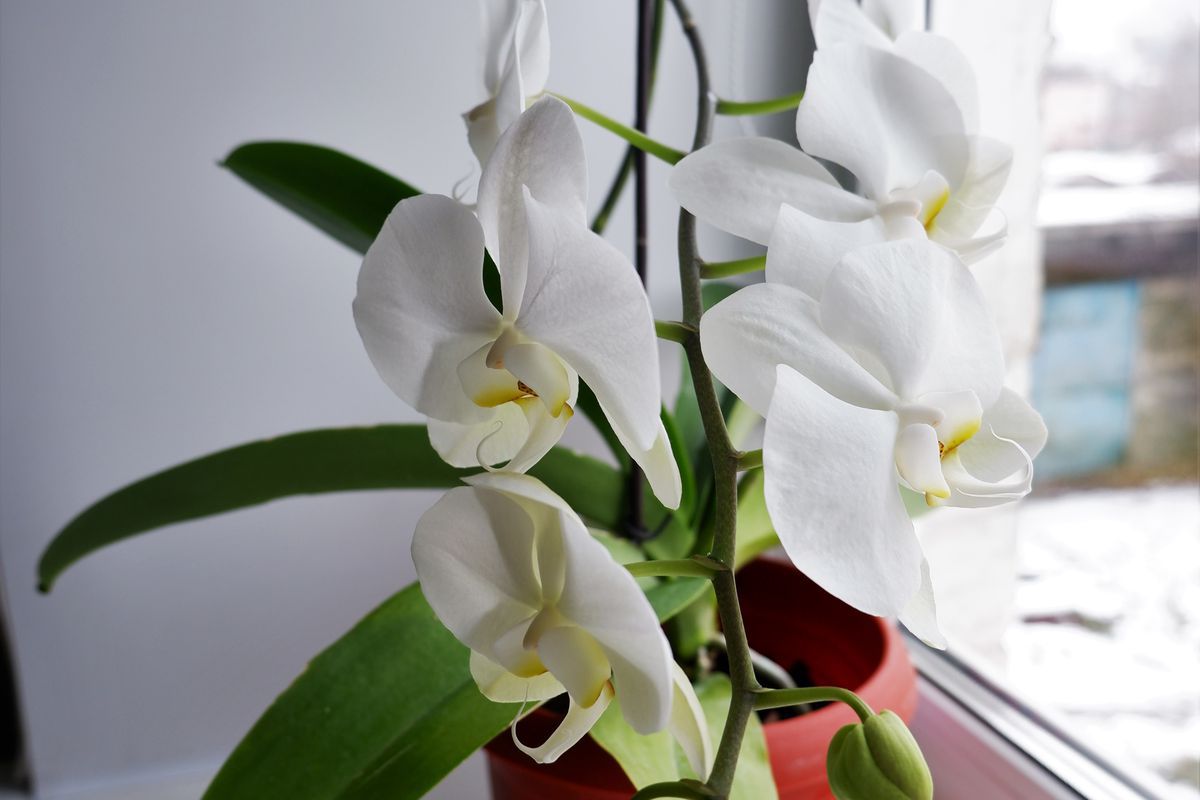 У орхідеї зламався квітконос — що робити і чи можна його врятувати. Поради від досвідчених квітникарів.