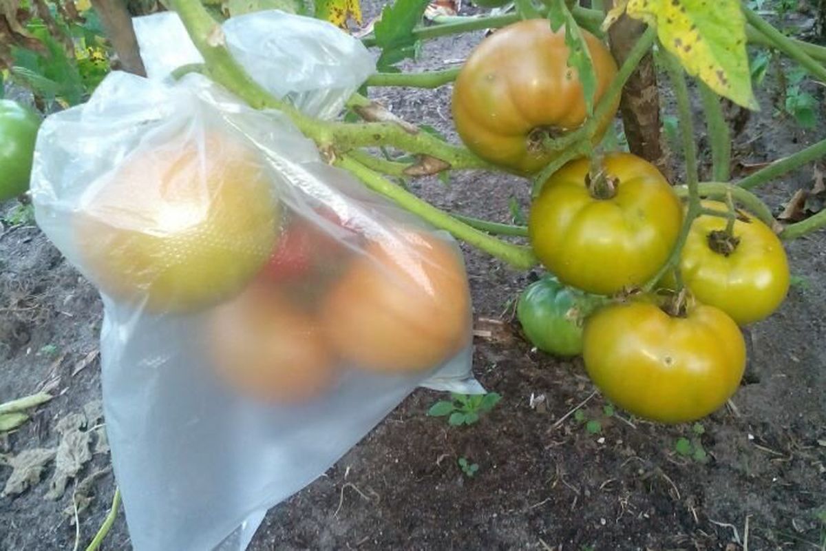 Для чого дачники ховають зелені помідори на кущах в пакети. Секрети бувалих городників.