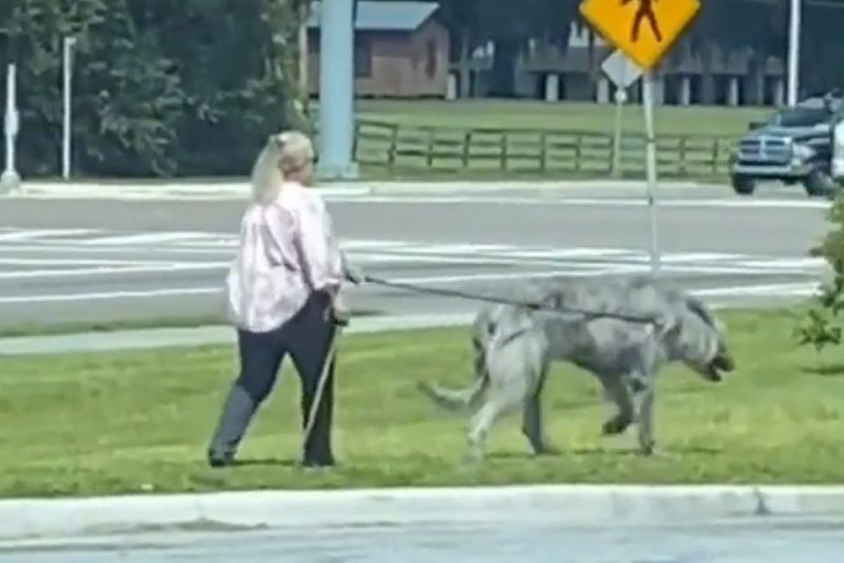 Жінка вигулювала свого собаку, який приголомшив глядачів своїми розмірами. У багатьох викликало побоювання, що вовки-монстри справжні.