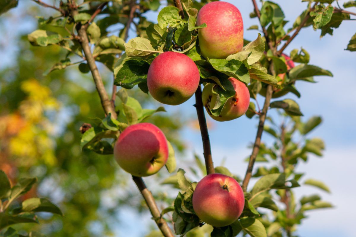 Чому досвідчені садівники рекомендують садити яблуні восени. З чим це пов'язано і як правильно це зробити.