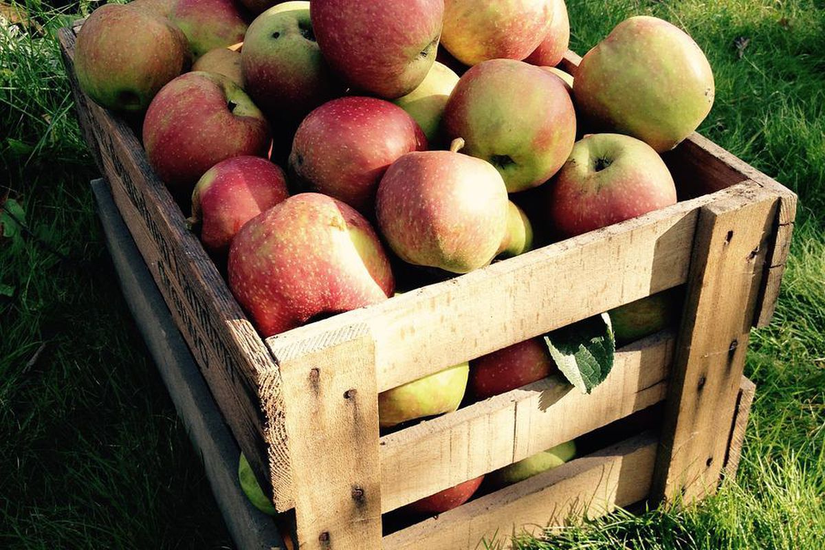 Що потрібно зробити з яблуками восени, щоб вони зберігалися до весни і радували соковитою м'якоттю. Тонкощі збору, укладання та зберігання яблук.