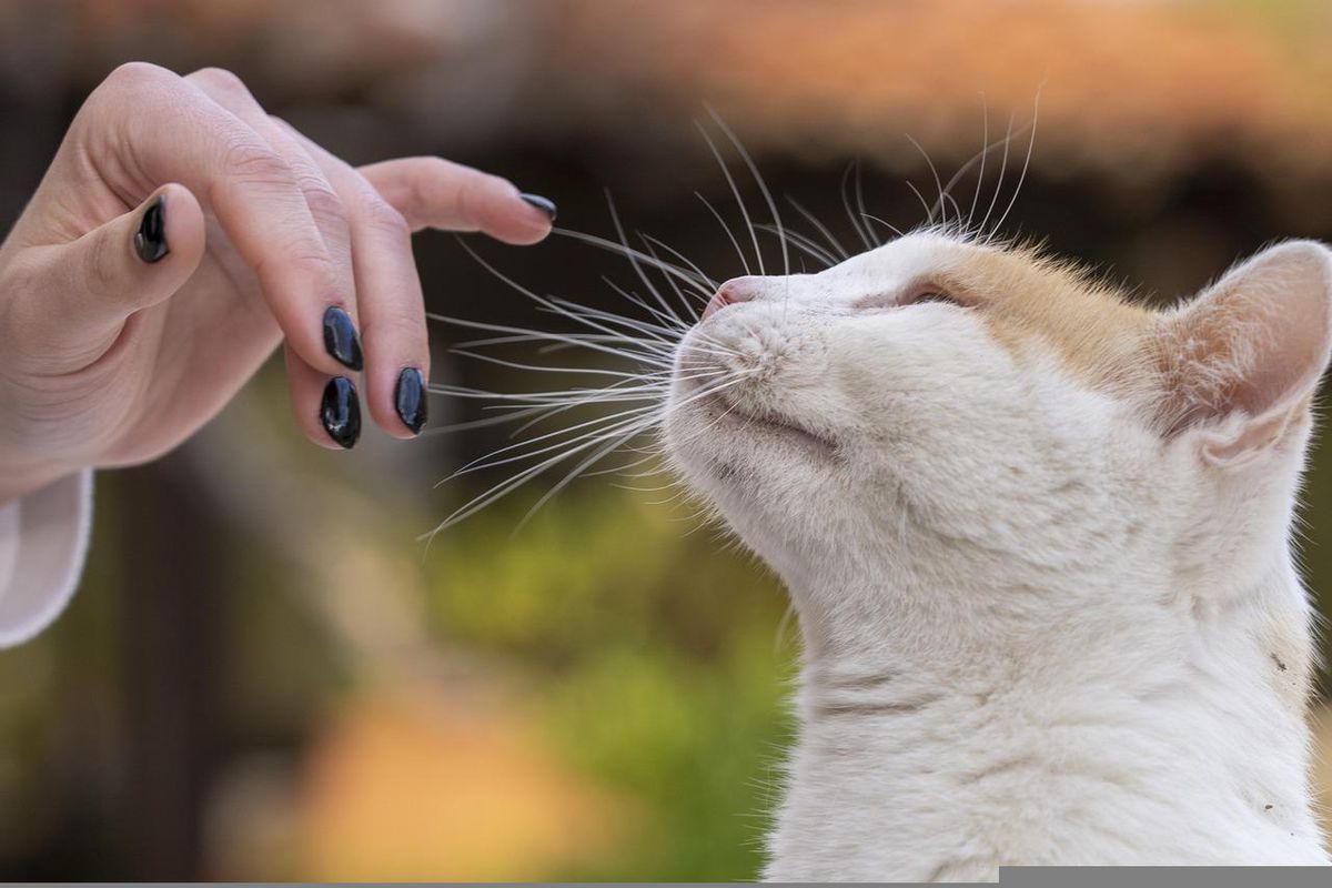 Чому кішка кусає власника в той момент, коли він вирішив її погладити. 8 причин такої дивної поведінки.
