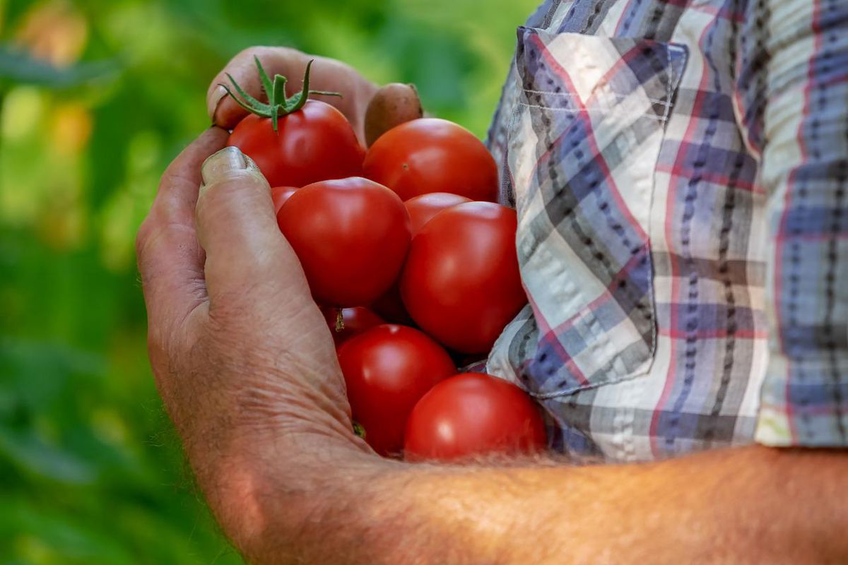 Що потрібно зробити, щоб помідори збереглися до лютого. Хитрощі від агрономів.