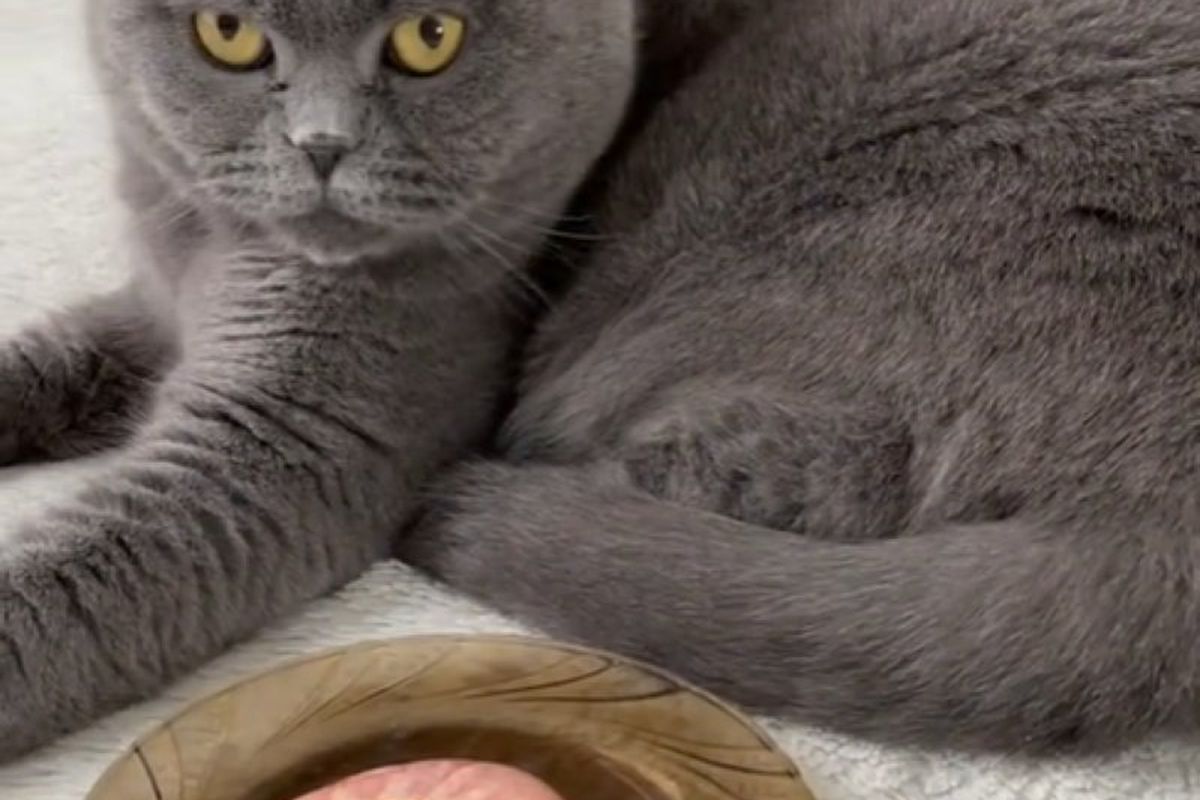 Реакція кота на креветку розвеселить навіть царівну Несміяну. Відео з пухнастиком стало вірусним в Мережі.