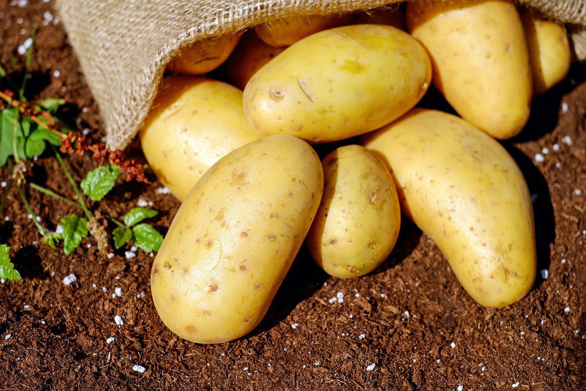 Що означає, якщо знайти в відрі картоплю, схожу на серце: прикмети, пов'язані з овочем. Як дізнатися своє майбутнє за допомогою картоплі.