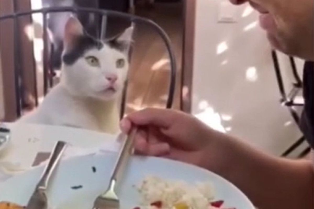 Милий котик вирішив гіпнозом забрати собі вечерю господаря. Невже перед таким поглядом можна встояти.