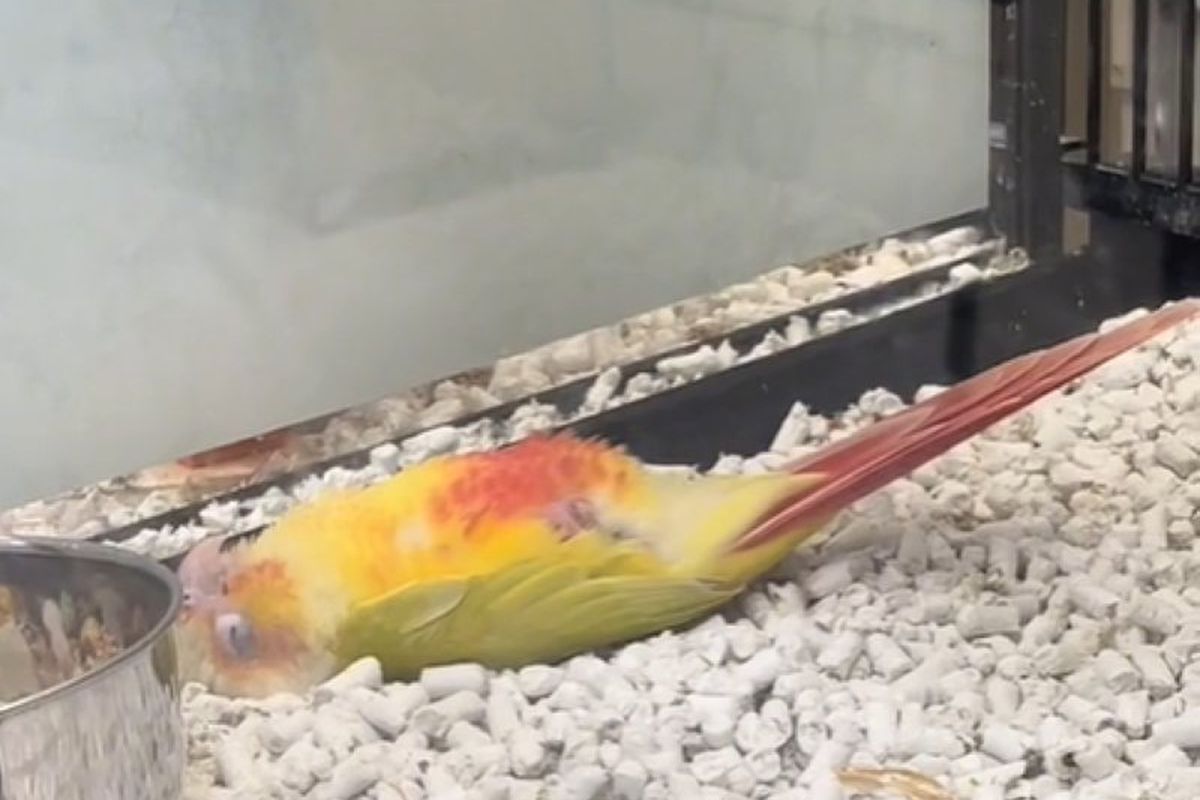 Папуга так майстерно прикидається мертвим, що лякає покупців зоомагазину. Відео з геніальним пернатим актором стало вірусним в ТікТок.