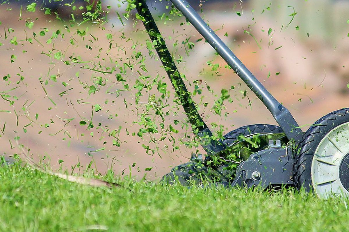 Правило «золотої середини»: як правильно стригти траву в саду восени. Чому не варто залишати нескошену траву на зиму.