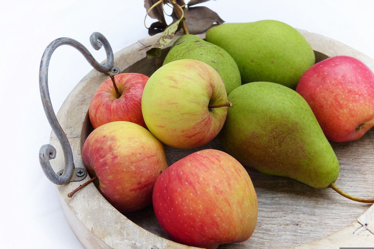 Від яких 2 факторів залежить тривалість зберігання яблук та груш. Умови для збереження фруктів до весни.