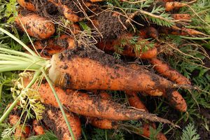 Простий трюк, який допоможе зберегти моркву в погребі до весни