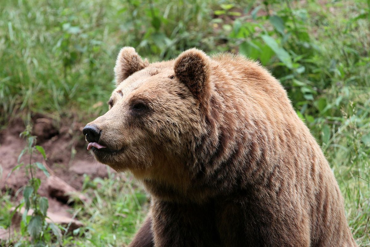 Величезний ведмідь зайшов до магазину в США, вийшов з цукерками, залишивши касира приголомшеним. Відео з твариною стало вірусним у соціальних мережах.