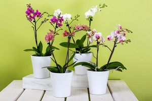 Як змусити орхідею вдруге зацвісти: простий лайфхак