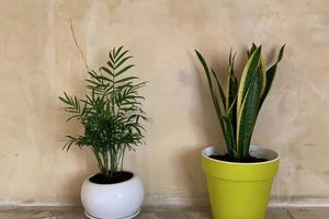 10 кращих кімнатних рослин з непристойно великим листям