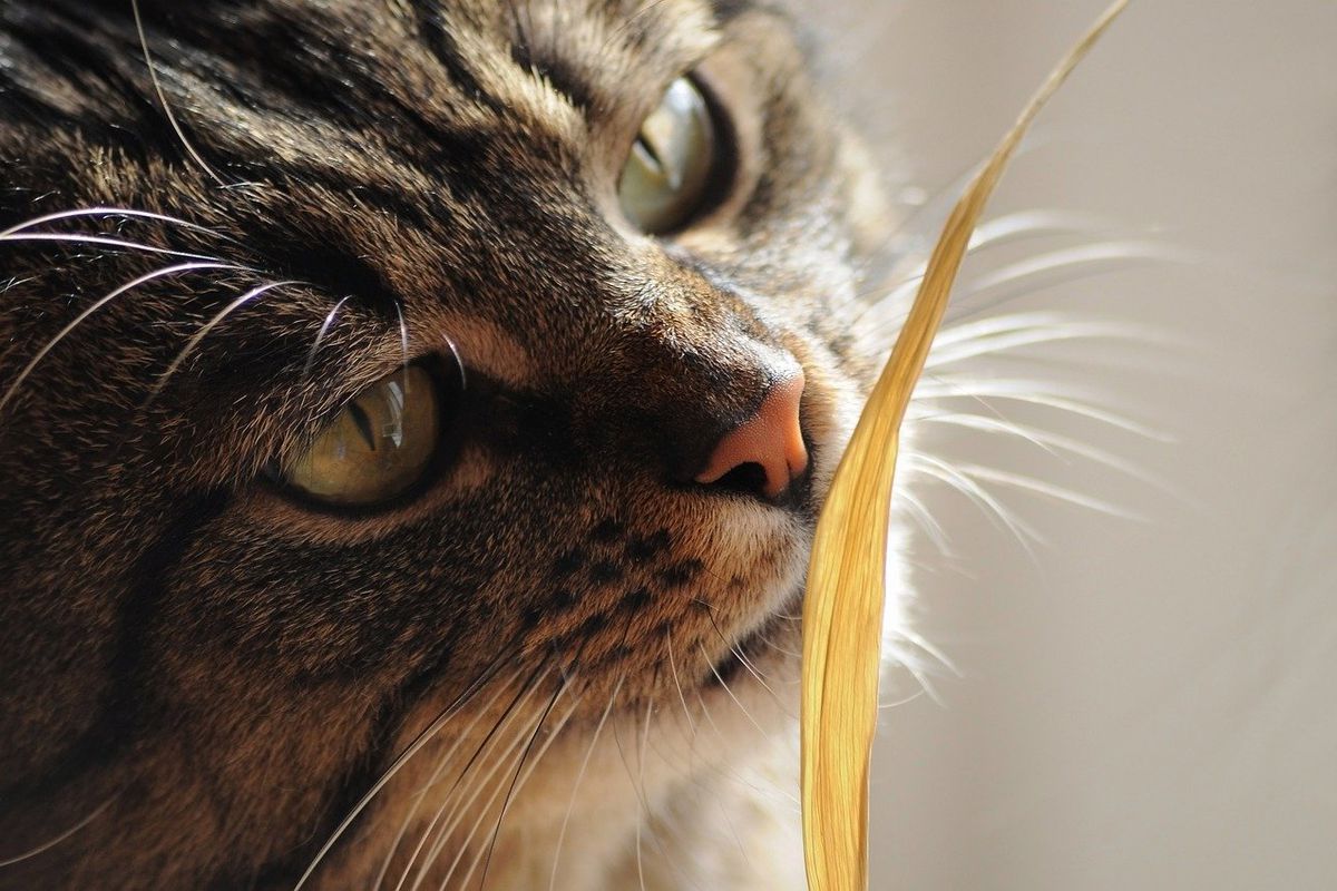 Які небезпечні запахи подобаються кішкам. З якими запахами варто бути обережніше?