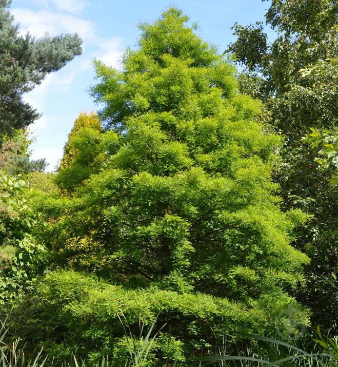 Швидкозростаючі дерева, які можна посадити на ділянці, щоб вже через рік ховатися під тінню від листя. Ми підібрали для вас 7 чудових швидкозростаючих дерев, швидкість росту яких дійсно вражає.