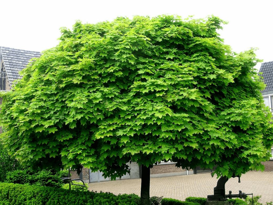 Швидкозростаючі дерева, які можна посадити на ділянці, щоб вже через рік ховатися під тінню від листя. Ми підібрали для вас 7 чудових швидкозростаючих дерев, швидкість росту яких дійсно вражає.