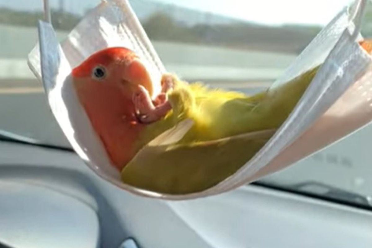 Папуга-мандрівник їде в машині з повним комфортом. Смішне відео насмішило користувачів.