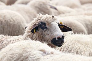 Бігунка з Франції випадково стала ватажком сотні заблукалих овець