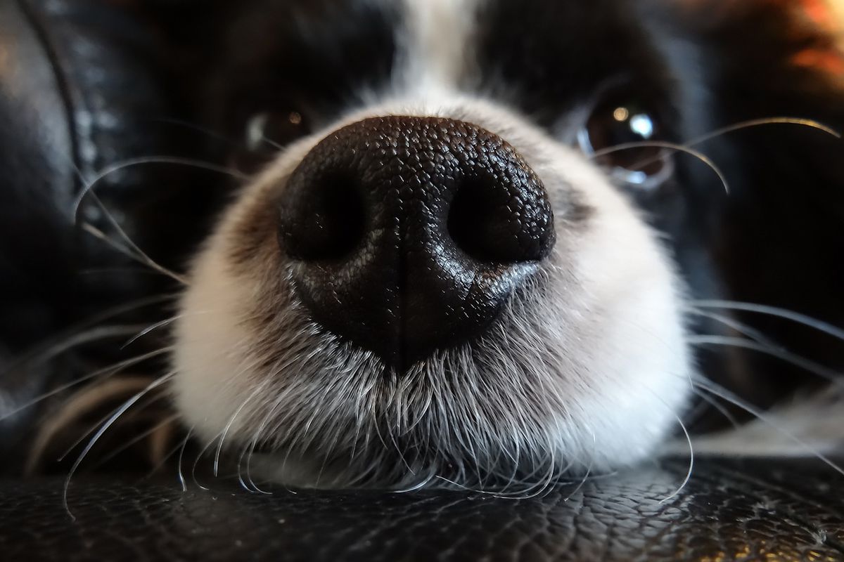 Собаки бачать носом: виявилося, що наші чотирилапі друзі мають "надприродні здібності". Американські вчені довели, що собаки "бачать" носом.