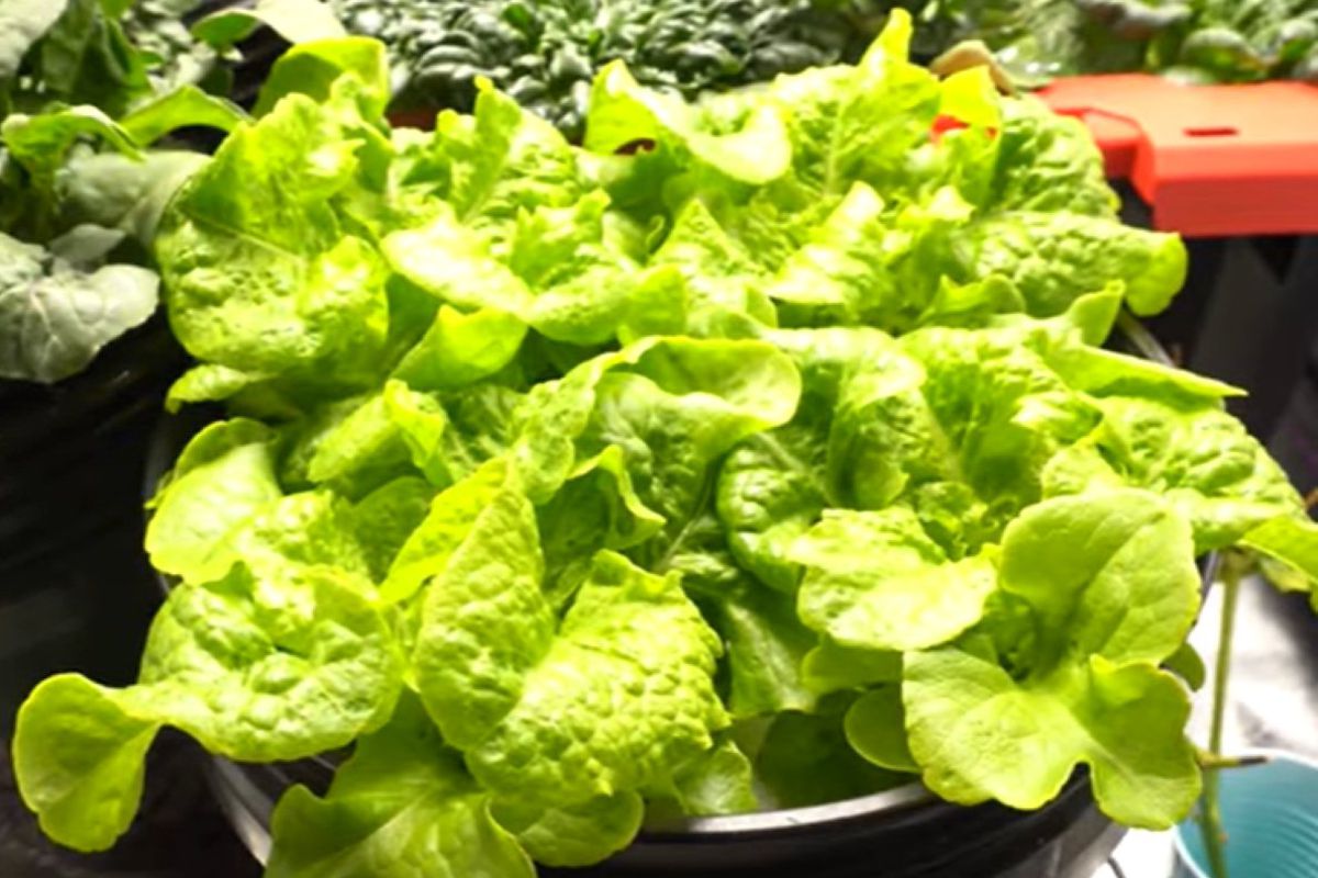 Як виростити салат в квартирі, щоб його можна було використовувати протягом усього сезону. Економимо кошти на покупці зелені.
