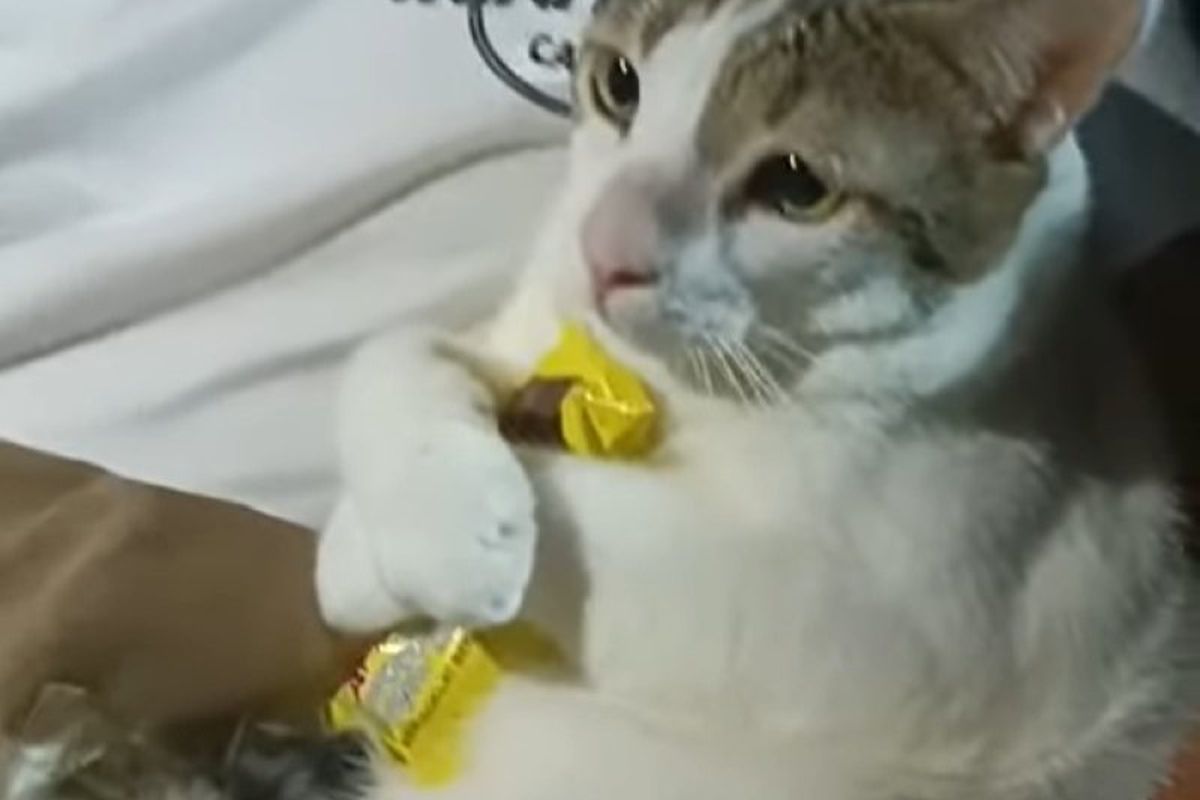 Мережу підкорив котик, який жадібно хапає лапками солодощі, відмовляючись їх віддавати назад. Ви лише подивіться, який він милий.