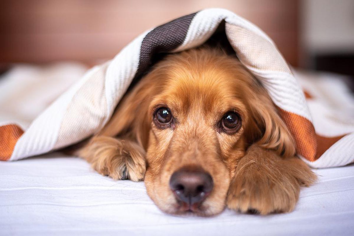 Експерти розповіли, собак яких порід не варто пускати у ліжко. Вовна та слина не сприяють міцному сну.