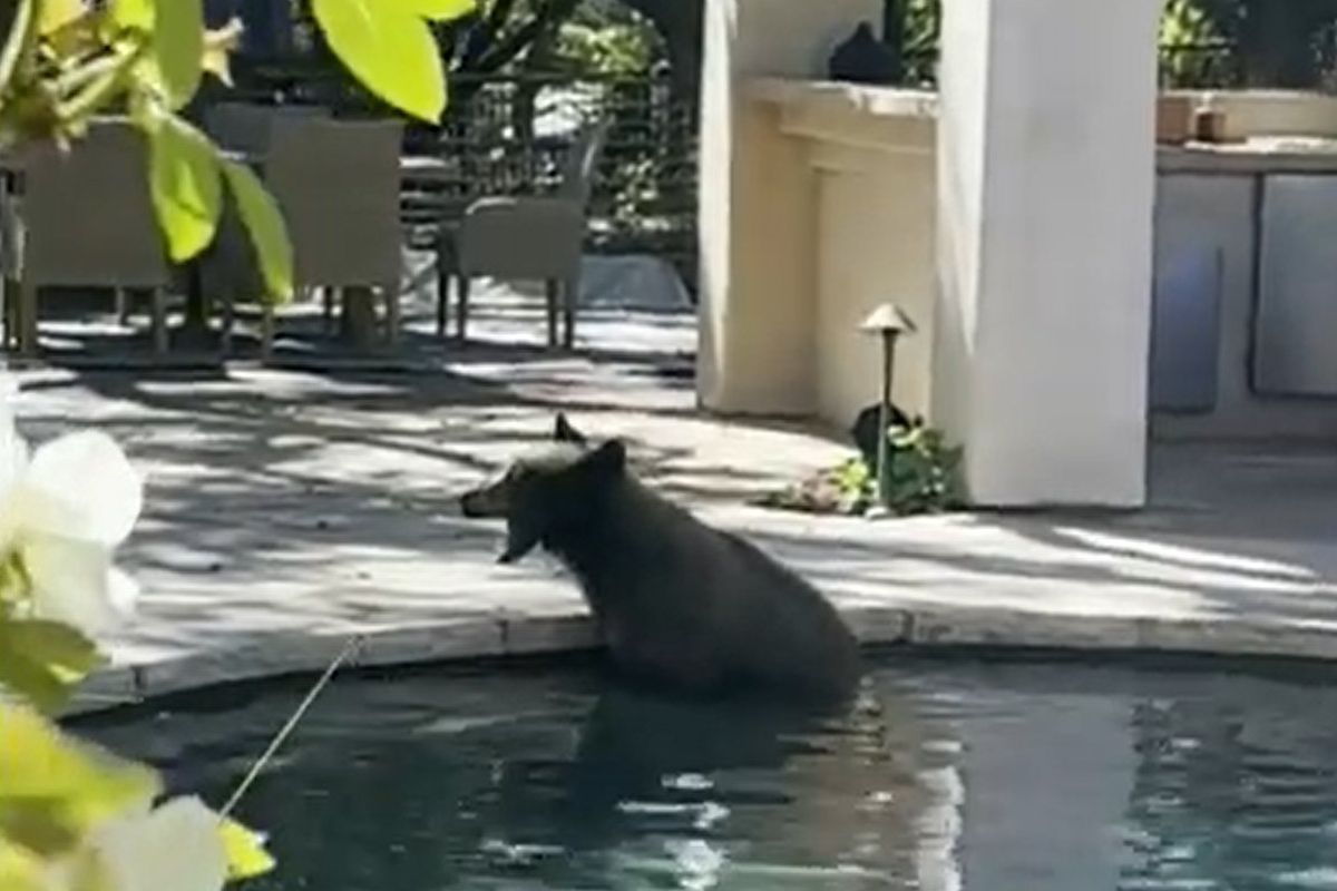 Ведмідь завітав до будинку в Каліфорнії, щоб поїсти сміття та поплавати в басейні. Тварина нікому не завдала шкоди.