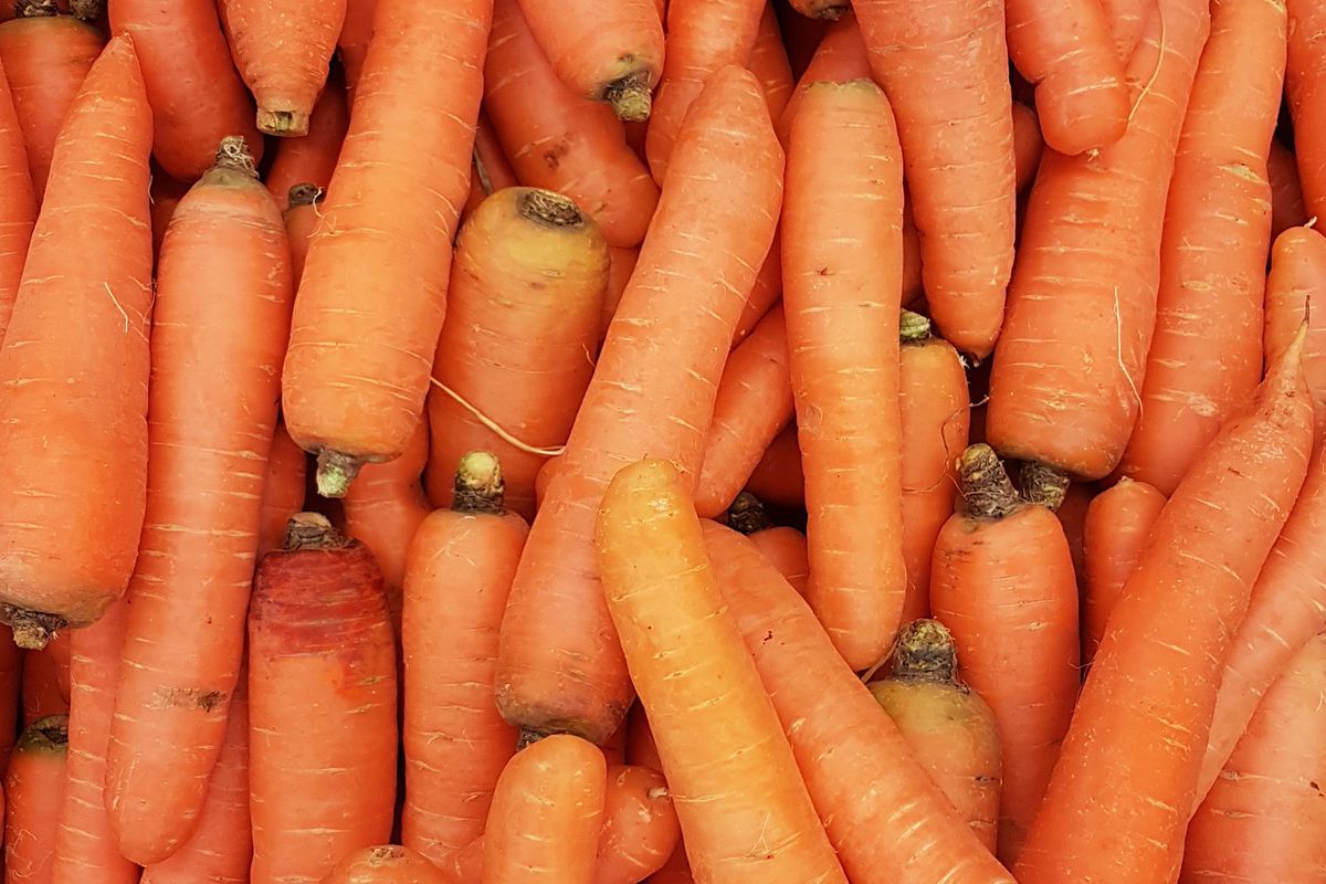 Що робити, якщо гниє морква під час зберігання і чому так відбувається. Як правильно зберігати моркву.