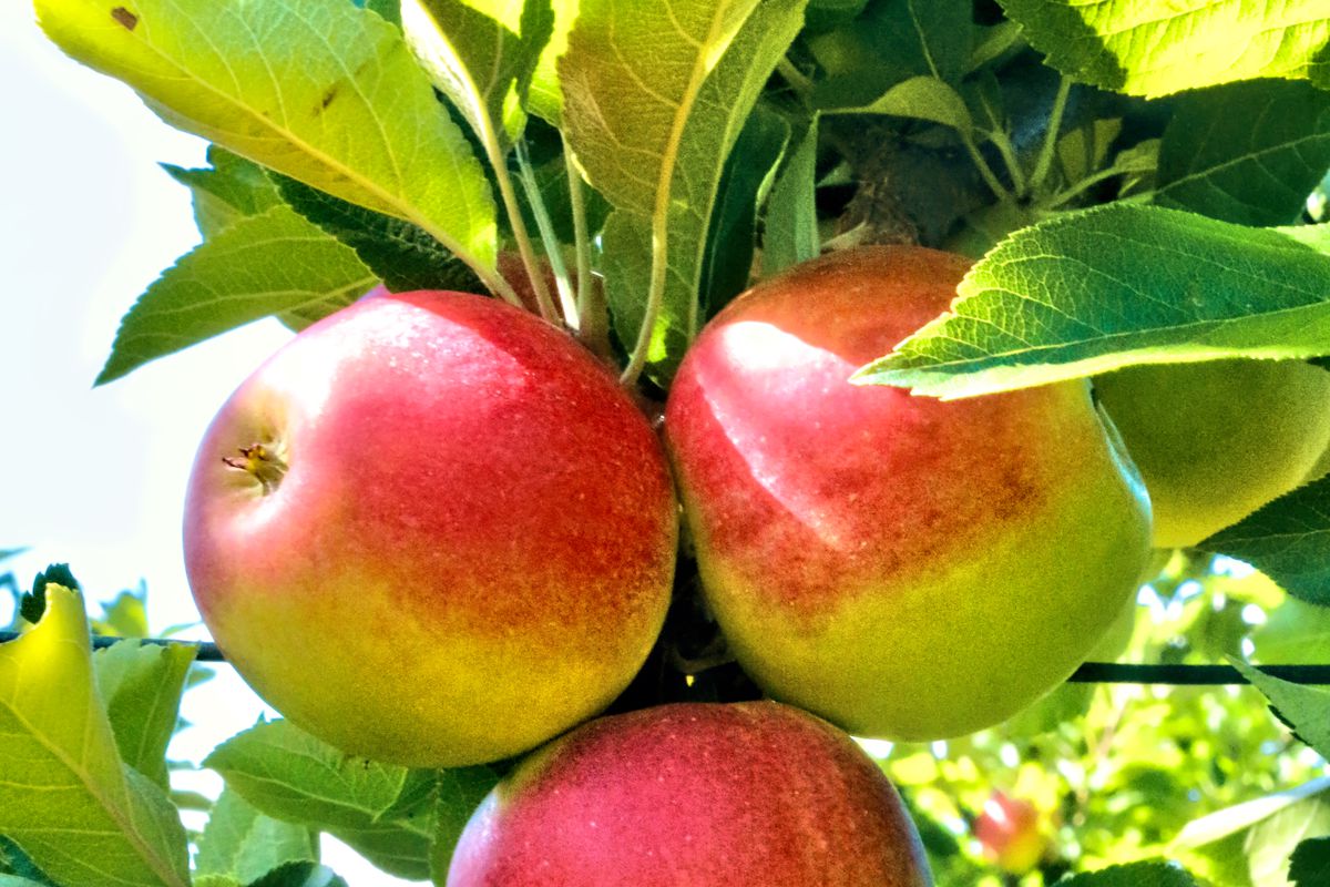 Підживлення яблунь пізньою осінню: які добрива найкраще внести. Поради від садівників.