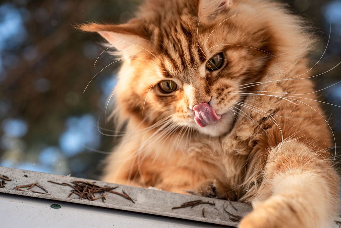 Комунікабельні та емоційні: породи кішок, які дуже люблять нявкати. Хвостаті бовтанки, буркуни та співаки.