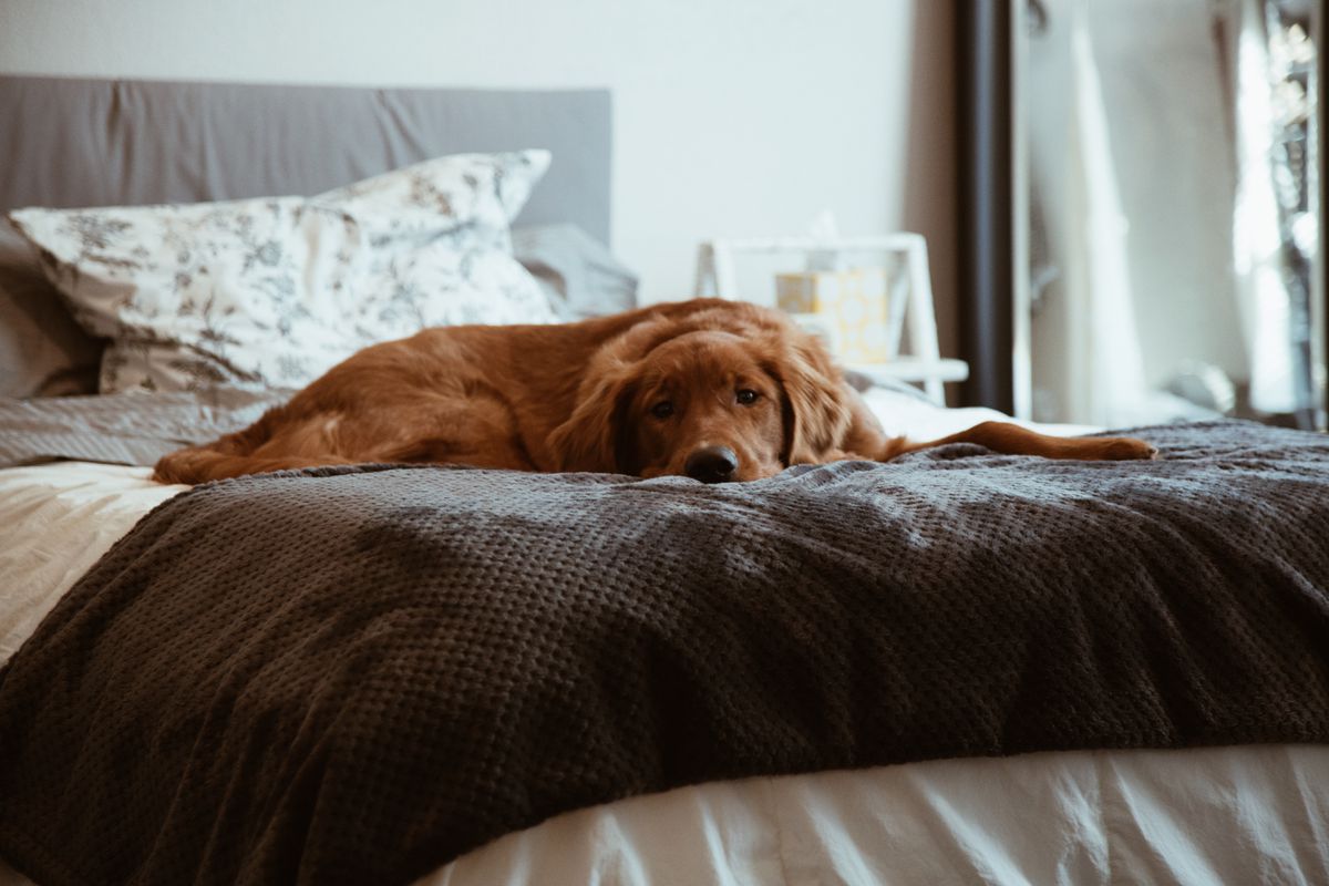 Один вдома: як довго можна залишати собаку саму у квартирі. Скільки часу вихованець може бути один в будинку.