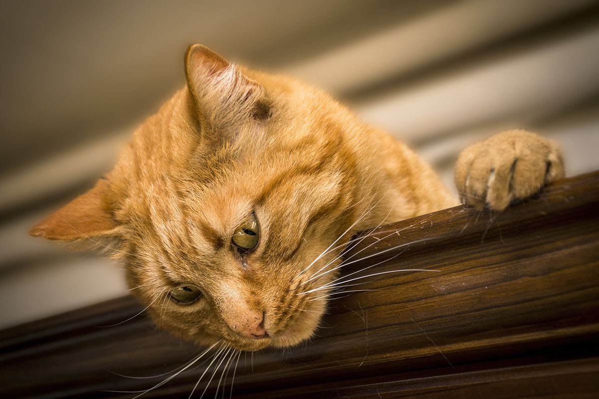 Британські ветеринари пояснили, чому кішки іноді поводяться дивно. Як пояснити загадкову поведінку пухнастиків.
