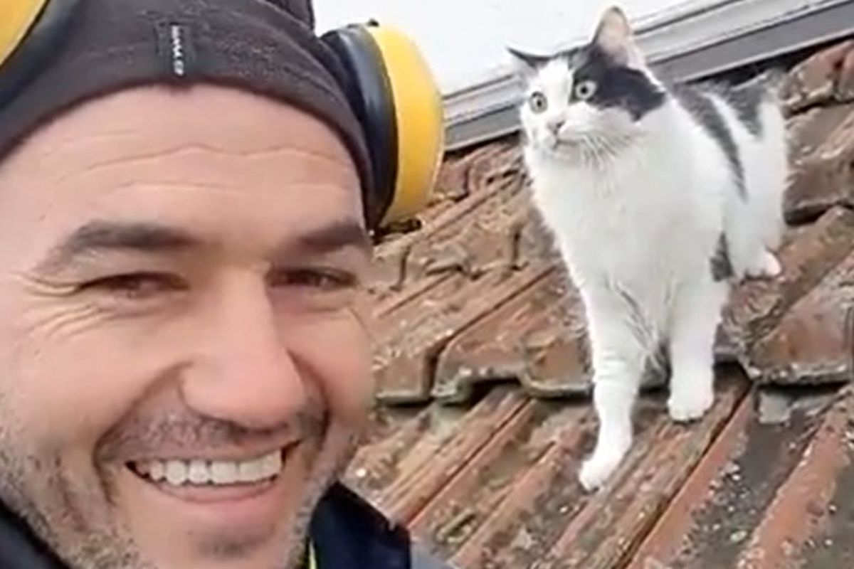 Відео реакції кота на чоловіка, який імітує котяче нявкання, стало вірусним. Ролик набрав мільйони переглядів.