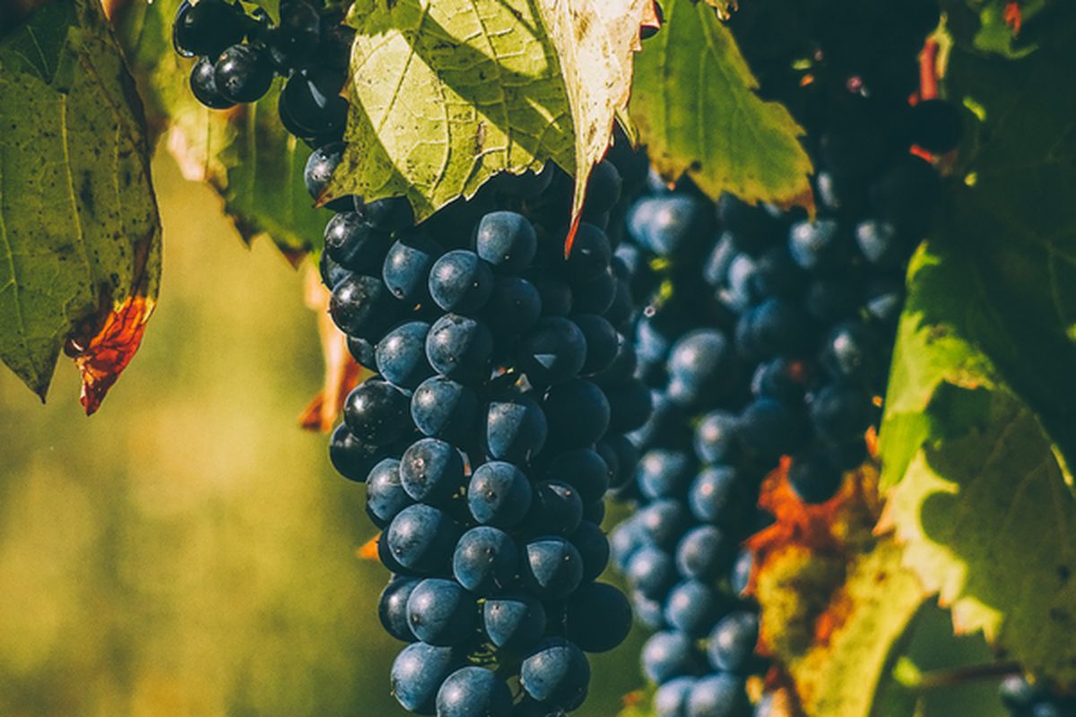 Як правильно посадити виноград восени: вибір місця, підготовка посадкової ями та саджанця. Все що потрібно знати садівникові про посадку винограду.