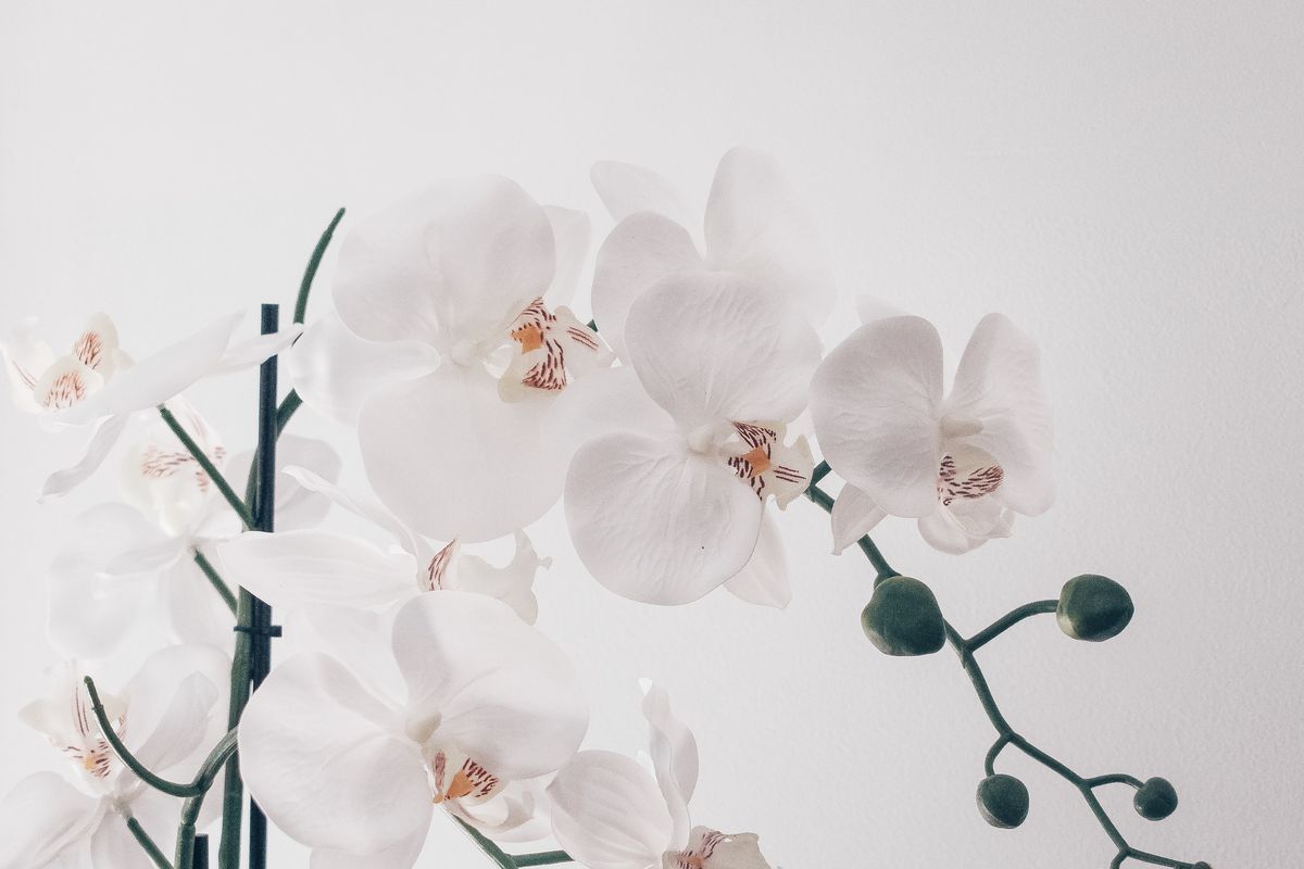 Домашня підгодівля для орхідей, яка допоможе рослинам цвісти невтомно. Буйне цвітіння на весь рік забезпечить звичайне молоко.