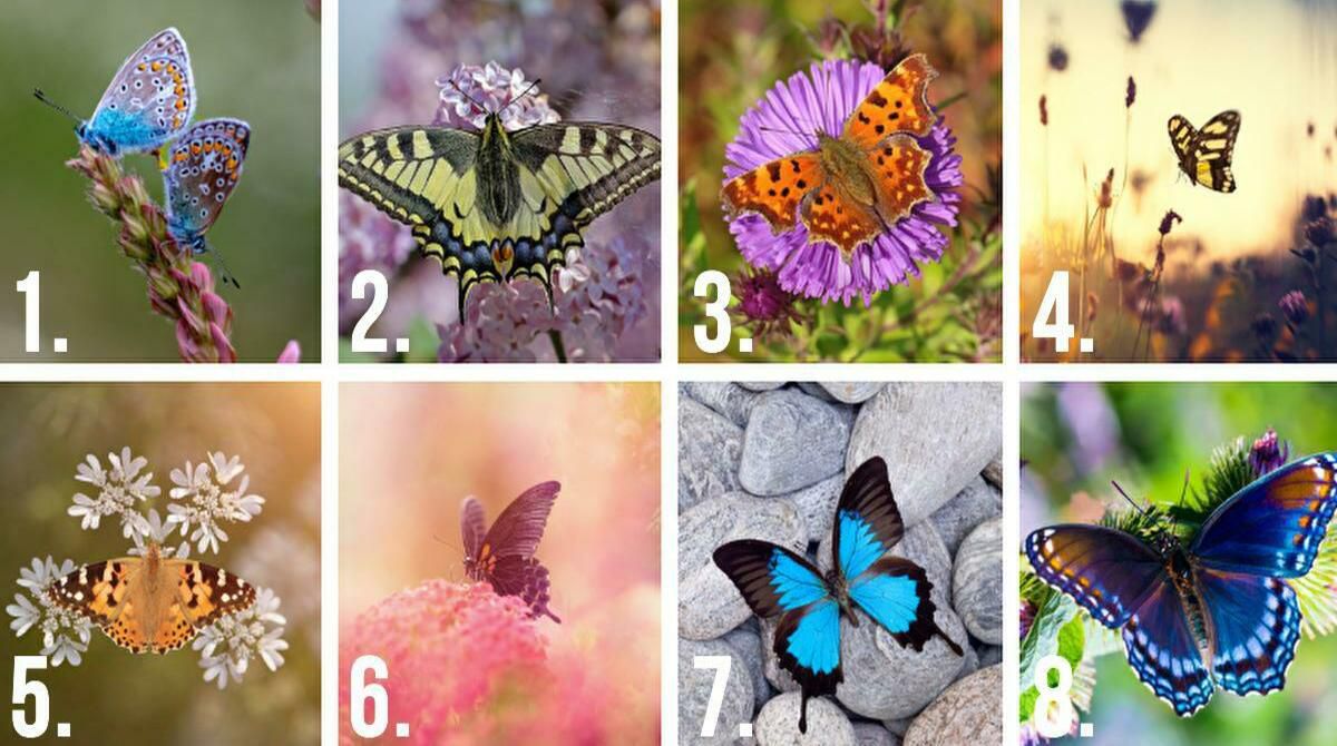 Вибраний вами метелик покаже ваші таємні схильності і як змусити їх працювати на себе. Психологічний тест на характер.