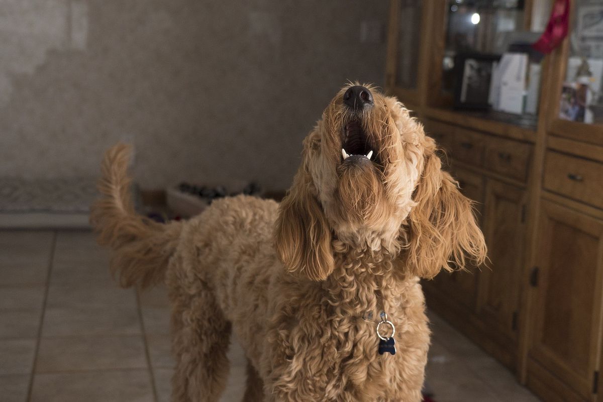Чому собака постійно гавкає: експерти назвали основні причини. Чому ж собака може постійно гавкати?