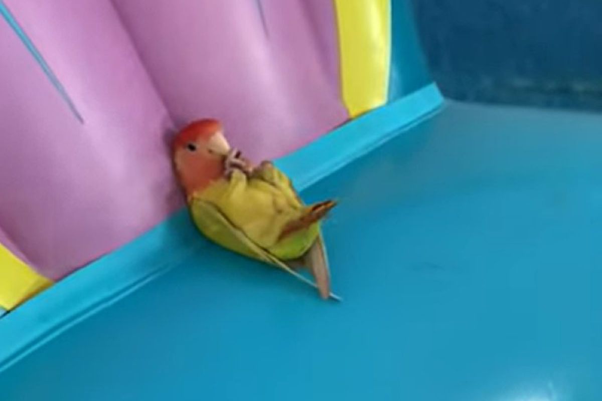 Чарівний домашній папуга розслабляється в басейні на надувному крузі. У цього птаха найкращий відпочинок.