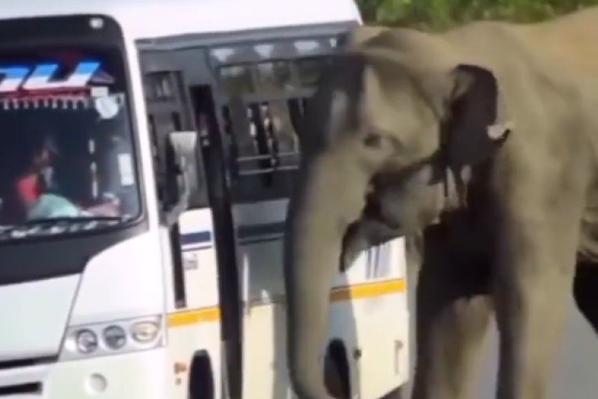 На відео потрапив індійський слон, який намагався зайти в автобус, що рухається. Кожен хоче якнайшвидше повернутися додому.