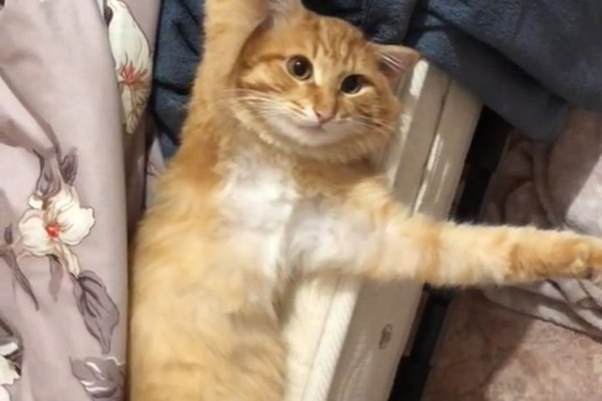 Рудий котик, який в безглуздій позі потрапив на відео, змусив сміятися Мережу. Смішний пухнастик.